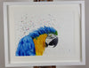 Macaw Parrot Watercolour Painting - 'Pirate' 17" x 12"